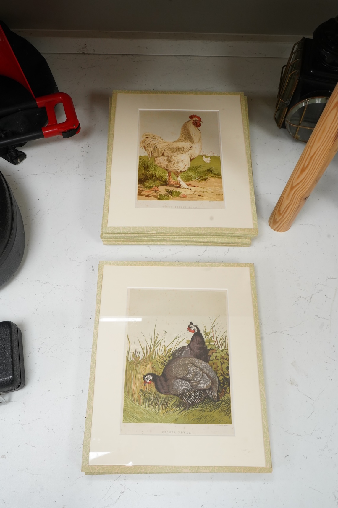 After Harrison William Weir RI (1824-1906), studies of birds to include ‘Guinea fowl’, ‘White Cochin Cock’ and ‘Peacock’, a set of thirteen coloured prints, published by Leighton Brothers, 21 x 16cm